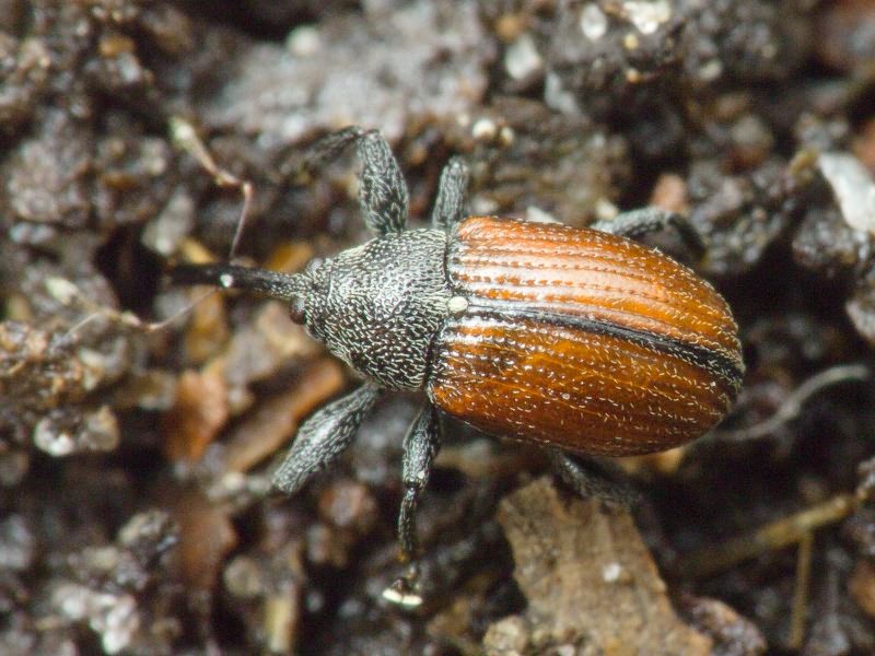 Anthonomus (Anthomorphus) phyllocola (Herbst, 1795)